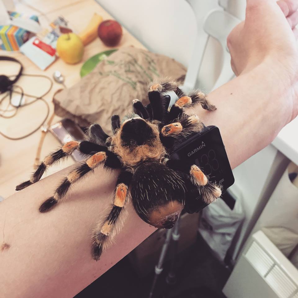 tarantula